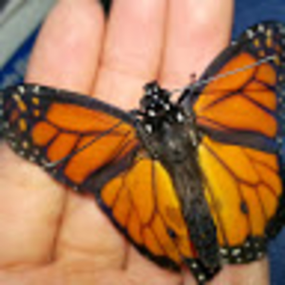 Meet your Posher, Rose